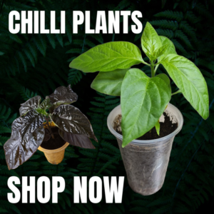 Chilli Plants